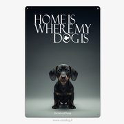 Black Dachshund Puppy