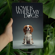 Cavalier King Charles Spaniel Puppy