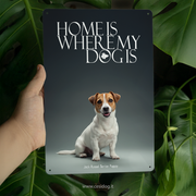 Jack Russel Terrier Puppy