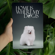 Italian Volpino Puppy