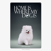 Italian Volpino Puppy