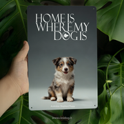 Australian Shepherd Puppy