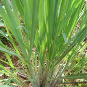 Lemongrass BIO 10 ml.