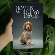 Italian Bloodhound Puppy