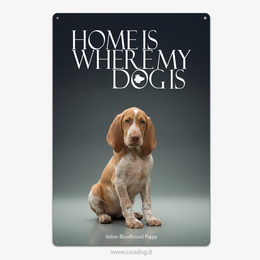 Italian Bloodhound Puppy