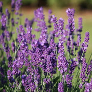 Lavanda Vera BIO 10 ml.